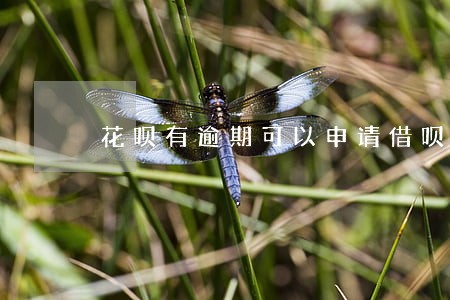 花呗有逾期可以申请借呗吗 花呗有逾期可以申请借呗吗