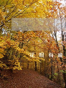 花呗有逾期可以贷的小额贷款 花呗有逾期可以贷的小额贷款