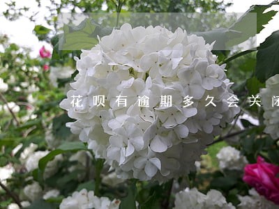 花呗有逾期多久会关闭 花呗有逾期多久会关闭