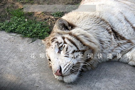 花呗有逾期如何快速恢复正常 花呗有逾期如何快速恢复正常
