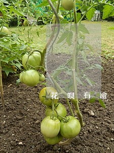 花呗有逾期影响贷款买车么 花呗有逾期影响贷款买车么