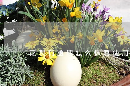 花呗有逾期怎么恢复使用 花呗有逾期怎么恢复使用