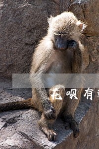 花呗有逾期恢复正常 花呗有逾期恢复正常