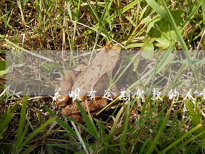 花呗有逾期欠款的人能结婚吗 花呗有逾期欠款的人能结婚吗