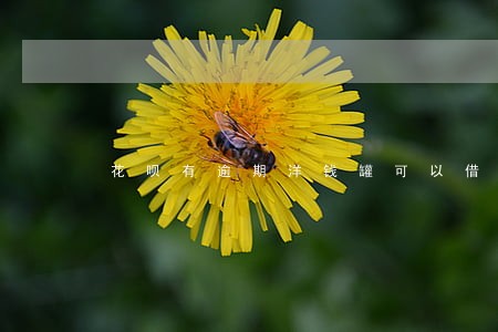 花呗有逾期洋钱罐可以借钱吗 花呗有逾期洋钱罐可以借钱吗