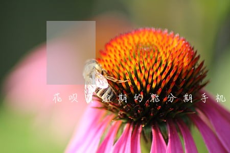 花呗有逾期的能分期手机吗 花呗有逾期的能分期手机吗