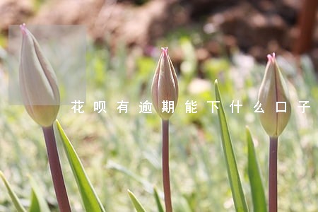 花呗有逾期能下什么口子 花呗有逾期能下什么口子