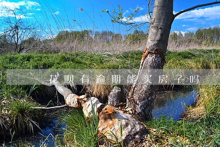 花呗有逾期能买房子吗 花呗有逾期能买房子吗