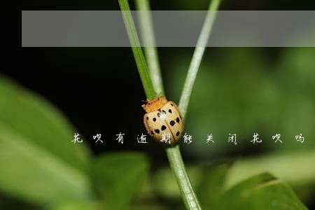 花呗有逾期能关闭花呗吗 花呗有逾期能关闭花呗吗