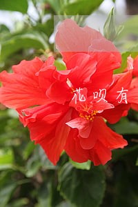 花呗有逾期能办房贷吗 花呗有逾期能办房贷吗