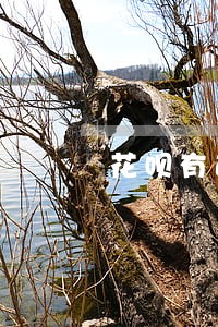 花呗有逾期能过车贷吗 花呗有逾期能过车贷吗