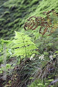 花呗有逾期能还信用卡吗 花呗有逾期能还信用卡吗