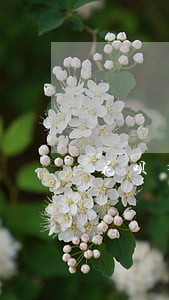 花呗有逾期能进银行上班吗 花呗有逾期能进银行上班吗