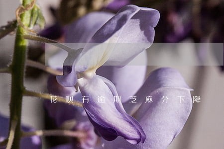 花呗有逾期芝麻分下降 花呗有逾期芝麻分下降