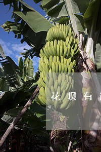 花呗有逾期记录会涨额吗 花呗有逾期记录会涨额吗