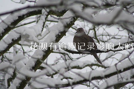 花呗有逾期记录影响大吗 花呗有逾期记录影响大吗