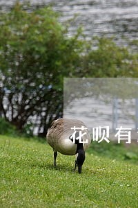花呗有逾期记录怎么提升芝麻分 花呗有逾期记录怎么提升芝麻分