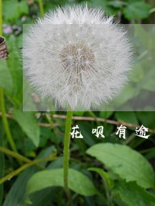 花呗有逾期还会恢复吗 花呗有逾期还会恢复吗