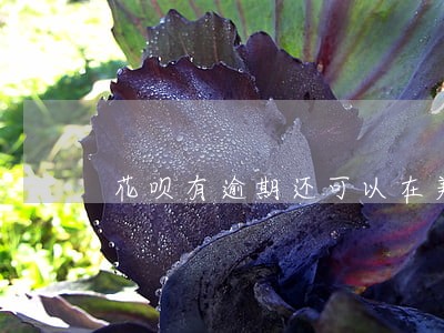花呗有逾期还可以在美团借钱吗 花呗有逾期还可以在美团借钱吗