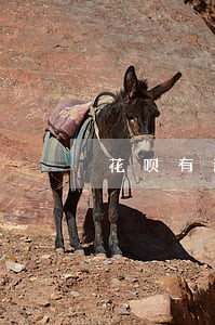 花呗有逾期还掉怎么恢复 花呗有逾期还掉怎么恢复