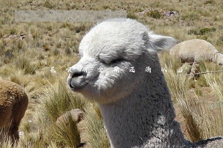 花呗有逾期还清以后 花呗有逾期还清以后