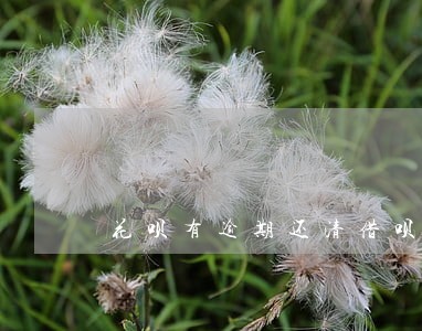 花呗有逾期还清借呗后