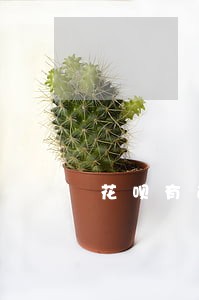 花呗有逾期还能办理车贷吗 花呗有逾期还能办理车贷吗