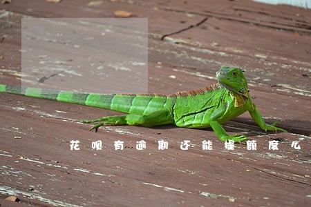 花呗有逾期还能提额度么 花呗有逾期还能提额度么