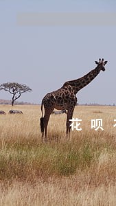 花呗有逾期还能涨额度嘛
