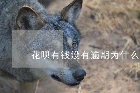 花呗有钱没有逾期为什么不能用 花呗有钱没有逾期为什么不能用