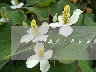 花呗有额度也没有逾期为啥不能用 花呗有额度也没有逾期为啥不能用