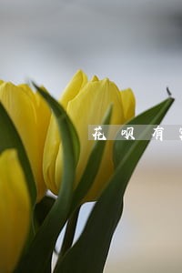 花呗有额度没有逾期但是变灰 花呗有额度没有逾期但是变灰