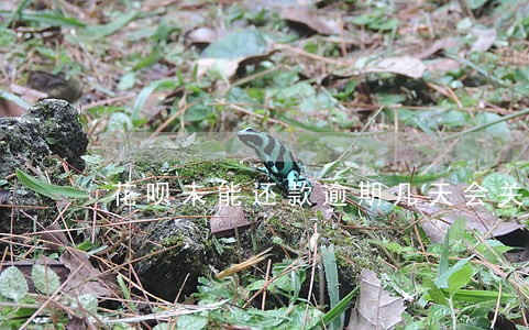 花呗未能还款逾期几天会关闭 花呗未能还款逾期几天会关闭