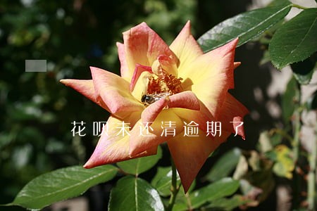 花呗未还清逾期了 花呗未还清逾期了