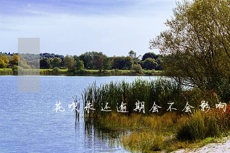 花呗未还逾期会不会影响信用卡