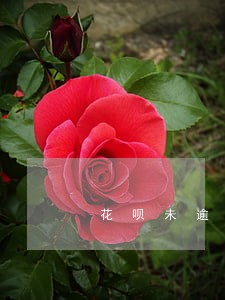 花呗未逾期会影响淘宝店铺吗 花呗未逾期会影响淘宝店铺吗