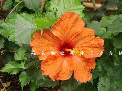 花呗未逾期停了多久恢复使用 花呗未逾期停了多久恢复使用