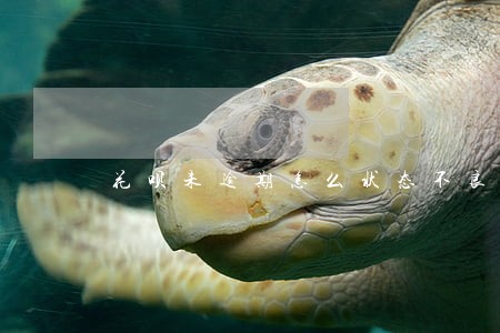 花呗未逾期怎么状态不良 花呗未逾期怎么状态不良