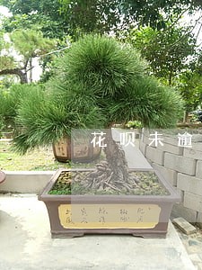 花呗未逾期怎么额度还降 花呗未逾期怎么额度还降
