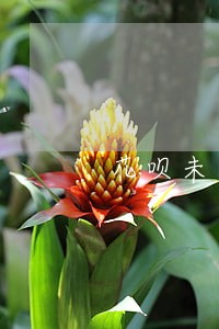 花呗未逾期未还清可以申请车贷吗 花呗未逾期未还清可以申请车贷吗
