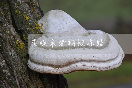 花呗未逾期被冻结 花呗未逾期被冻结
