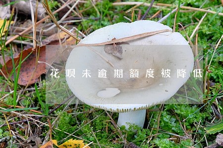 花呗未逾期额度被降低 花呗未逾期额度被降低