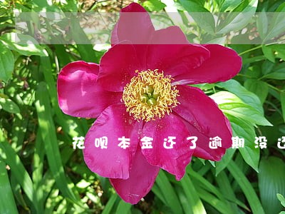 花呗本金还了逾期没还怎么办 花呗本金还了逾期没还怎么办