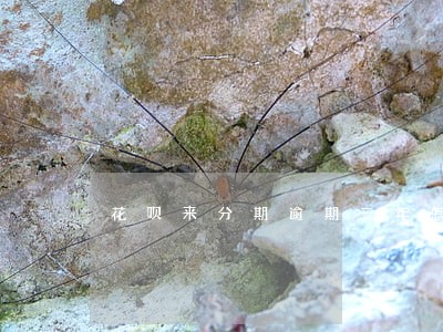 花呗来分期逾期三年怎么办 花呗来分期逾期三年怎么办
