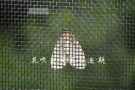 花呗查询是否逾期 花呗查询是否逾期