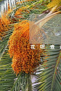 花呗查逾期的流程 花呗查逾期的流程