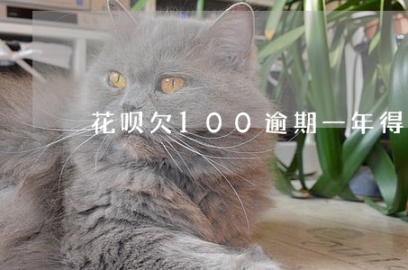 花呗欠100逾期一年得还多少钱 花呗欠100逾期一年得还多少钱