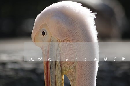 花呗欠2000逾期了图片 花呗欠2000逾期了图片