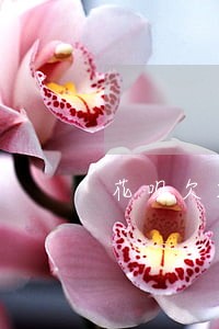 花呗欠2000逾期多久会催收 花呗欠2000逾期多久会催收