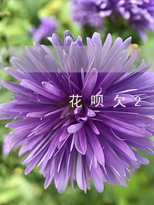花呗欠29000逾期三个月 花呗欠29000逾期三个月